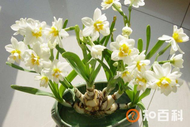 水仙花叶子发黄怎么办