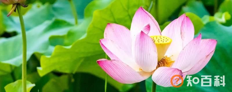 夏至的特点