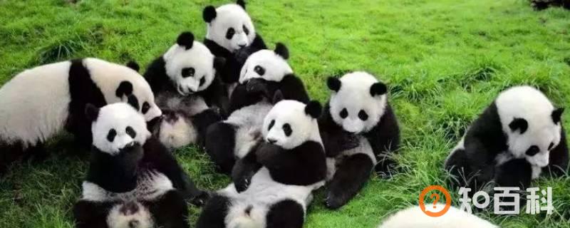 国宝大熊猫的习性