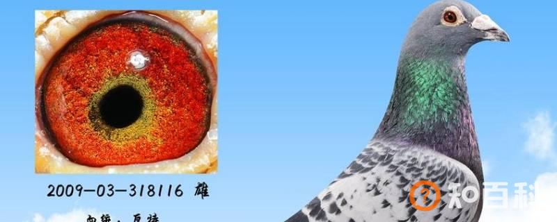 瓦特信鸽特点