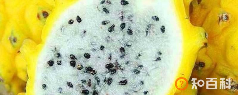 pitahaya是什么水果