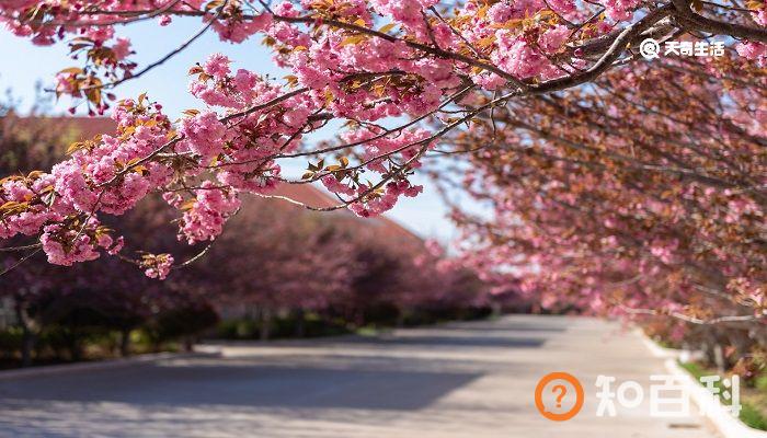 白银市春季赏花去哪里 推荐白银赏花旅游景点