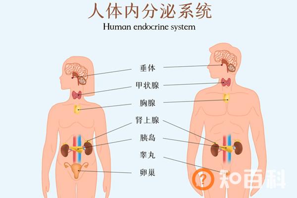 内分泌失调怎么调理,内分泌失调怎么解决