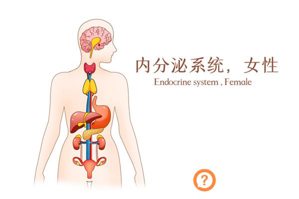 内分泌失调怎么调理,内分泌失调怎么解决