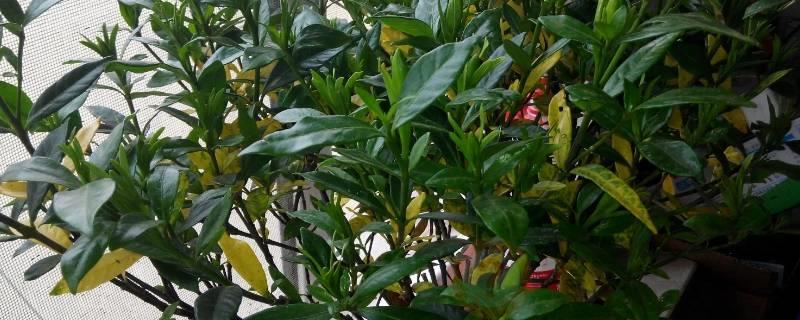 栀子花叶黄了补救措施